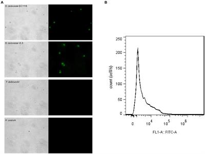 The impact of simultaneous inoculation with Torulaspora delbrueckii and Hanseniaspora uvarum combined with Saccharomyces cerevisiae on chemical and sensory quality of Sauvignon blanc wines